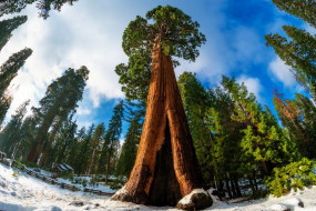 Giant sequoia     2000x1335 giant sequoia, , , , , , , giant, sequoia