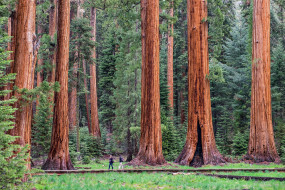 Giant sequoia     1920x1280 giant sequoia, , , , , , giant, sequoia