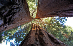 Giant sequoia     2560x1600 giant sequoia, , , giant, sequoia, , , 
