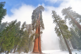 Giant sequoia     2560x1704 giant sequoia, , , , , , giant, sequoia