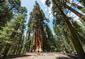 Giant sequoia     1920x1335 giant sequoia, , , , , , giant, sequoia