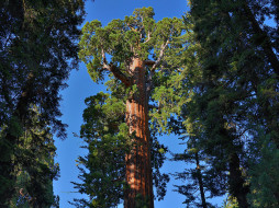 Giant sequoia     1920x1440 giant sequoia, , , , , , giant, sequoia