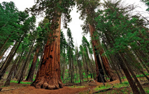 Giant sequoia     2560x1621 giant sequoia, , , , , , giant, sequoia