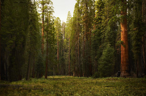 Sequoia National Park     2000x1318 sequoia national park, , , sequoia, , park, national