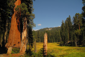 Sequoia National Park     2560x1730 sequoia national park, , , park, national, sequoia, , 