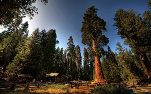 Sequoia National Park     2560x1600 sequoia national park, , , , , sequoia, national, park, 