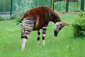Okapi     3000x2008 okapi, , , , 