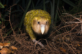 , , , , kakapo, , 