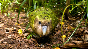      2400x1350 , , , , , , kakapo