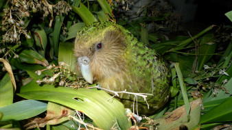 , , , , , kakapo, 