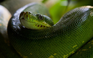 Python     2560x1600 python, , ,  ,  , , , , , 