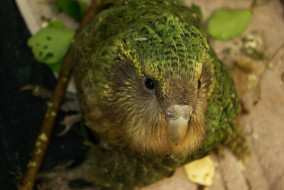 , , , , , , kakapo