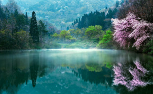 природа, реки, озера, туман, цветущее, дерево, озеро