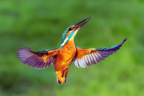 , , kingfisher, , , , 