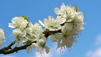      1920x1080 ,   ,  , sakura, , , cherry, blossoms