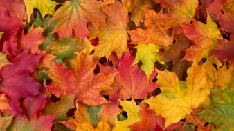      1920x1080 , , autumn, leaves, 
