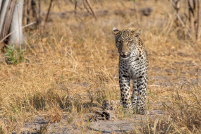 Leopard     2000x1334 leopard, , , 