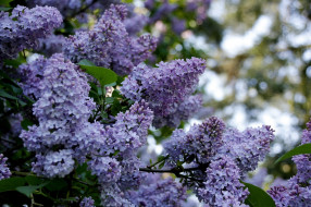 Lilac     2048x1365 lilac, , , , 