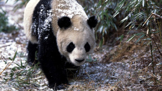 животные, панды, панда, снег, бамбук