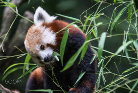 животные, панды, бамбук, красная, панда, firefox, листва