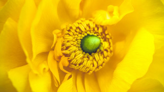     1184200 (a): :2048x1152