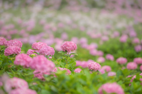      2048x1367 , , , pink, flowers