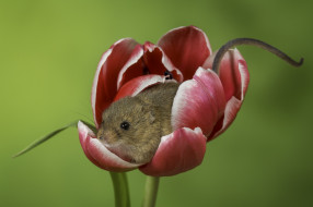 животные, крысы,  мыши, фон, тюльпан, мышь, цветок