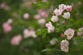      2048x1365 , , leaves, blossoms, petals, bud, rose, , , , , 