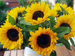, , , , , sunflower, flowers, petals, bloom