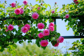      2048x1365 , , , , , , , rose, bud, petals, leaves, blossoms