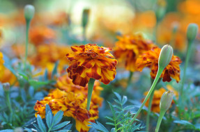      2048x1360 , , bushes, flowering, orange, yellow, , , , marigold