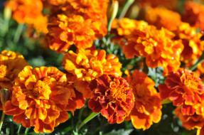, , marigold, bushes, flowering, orange, yellow, , , 