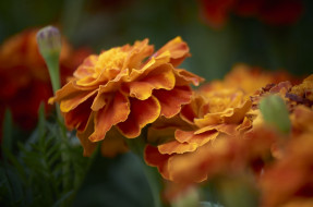 , , yellow, orange, marigold, , , , bushes, flowering