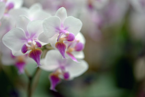      2048x1374 , , flowers, flowering, orchids, 