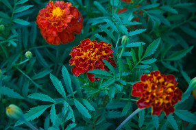 , , flowering, orange, yellow, , , , marigold, bushes