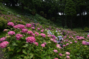      2048x1367 , , splendor, petals, , flowers, blue, hydrangea, , , 