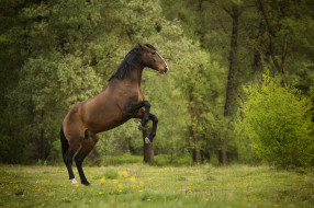      2048x1365 , , , , horse, animal, handsome
