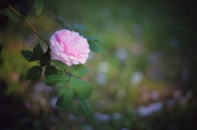      2048x1365 , , , , , , , rose, bud, petals, leaves, blossoms