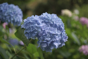      2048x1365 , , hydrangea, , , , , splendor, flowers, petals, blue