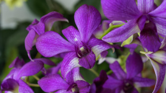      2048x1152 , , flowers, flowering, orchids, 