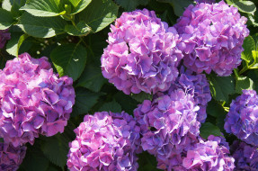      2048x1359 , , , , , , hydrangea, blue, flowers, petals, splendor