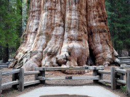 General Sherman Giant Sequoia Tree     1920x1440 general sherman giant sequoia tree, , , general, sherman, giant, sequoia, tree
