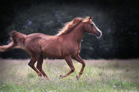      2048x1357 , , handsome, , horse, animal, 