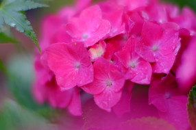 , , splendor, petals, flowers, blue, hydrangea, , , , 
