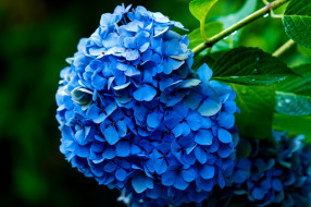 , , splendor, petals, flowers, blue, hydrangea, , , , 