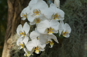      2048x1365 , , bloom, petals, orchid, bright, , , , 