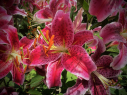      2048x1536 , ,  , buds, lily, , , pink, blooms, 