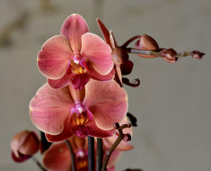      2048x1656 , , , flowering, flowers, orchids