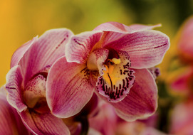      2048x1438 , , flowering, flowers, orchids, 