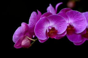 , , flowering, flowers, orchids, 